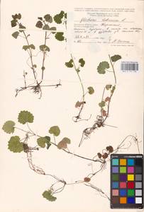 MHA 0 155 738, Будра плющевидная L., Восточная Европа, Центральный район (E4) (Россия)