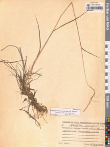 Пырейник смешиваемый (Roshev.) Tzvelev, Сибирь, Чукотка и Камчатка (S7) (Россия)