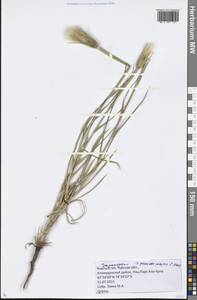 Tragopogon pseudomajor S. A. Nikitin, Средняя Азия и Казахстан, Северный и Центральный Тянь-Шань (M4) (Киргизия)