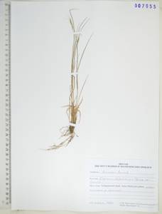 KHA7055, Campeiostachys dahurica (Turcz. ex Griseb.) B.R.Baum, J.L.Yang & C.Yen, Сибирь, Дальний Восток (S6) (Россия)