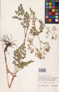 Bасилисник малый L., Восточная Европа, Северный район (E1) (Россия)