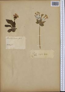 Primula glaucescens Moretti, Ботанические сады и дендрарии (GARD) (Неизвестно)