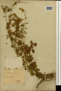 Medicago sativa subsp. glomerata (Balb.) Rouy, Кавказ, Ставропольский край, Карачаево-Черкесия, Кабардино-Балкария (K1b) (Россия)