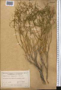 Полынь джунгарская Schrenk, Средняя Азия и Казахстан, Муюнкумы, Прибалхашье и Бетпак-Дала (M9) (Казахстан)