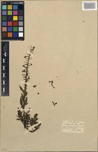 Verbascum luciliae (Boiss.) Kuntze, Зарубежная Азия (ASIA) (Турция)