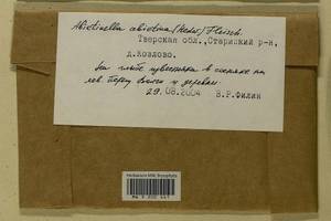 Abietinella abietina (Hedw.) M. Fleisch., Гербарий мохообразных, Мхи - Центральное Нечерноземье (B6) (Россия)