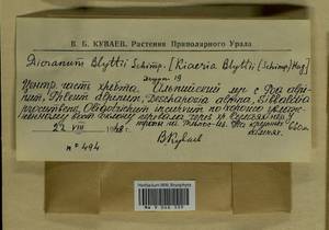 Arctoa blyttii (Bruch & Schimp.) Loeske, Гербарий мохообразных, Мхи - Архангельская и Вологодская области, Коми, Ненецкий АО (B7) (Россия)