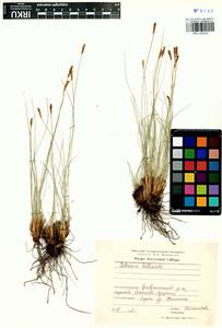 Carex myosuroides Vill., Сибирь, Прибайкалье и Забайкалье (S4) (Россия)
