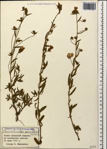 Вьюнок кантабрийский L., Кавказ, Краснодарский край и Адыгея (K1a) (Россия)