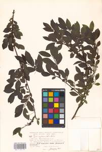 Ива мирзинолистная, Ива чернеющая Salisb., Восточная Европа, Московская область и Москва (E4a) (Россия)