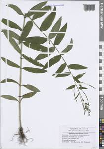 Кипрей мелкоцветковый Schreb., Восточная Европа, Центральный лесостепной район (E6) (Россия)