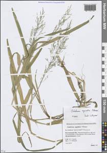 Поручейница водная, Поручейница водяная (L.) P.Beauv., Восточная Европа, Ростовская область (E12a) (Россия)