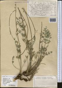 Жабрица леманновская (Bunge) Boiss., Средняя Азия и Казахстан, Памир и Памиро-Алай (M2) (Таджикистан)