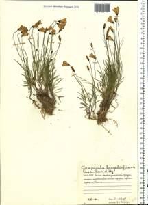 Колокольчик круглолистный L., Восточная Европа, Северный район (E1) (Россия)