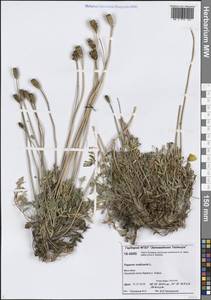 Oreomecon nudicaulis subsp. nudicaulis, Сибирь, Центральная Сибирь (S3) (Россия)