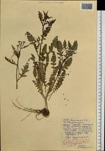 Жерушник болотный (L.) Besser, Сибирь, Чукотка и Камчатка (S7) (Россия)