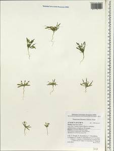 Notoceras bicorne (Aiton) Amo, Зарубежная Азия (ASIA) (Израиль)
