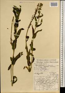 Чистец Ридера Cham., Монголия (MONG) (Монголия)