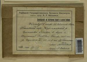 Brachythecium mildeanum (Schimp.) Schimp. ex Milde, Гербарий мохообразных, Мхи - Западная Сибирь (включая Алтай) (B15) (Россия)
