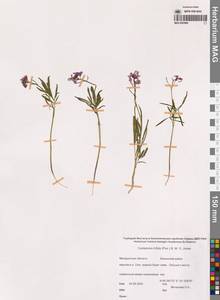 Сердечник трехнадрезанный (Lam. ex Poir.) B.M.G.Jones, Сибирь, Чукотка и Камчатка (S7) (Россия)