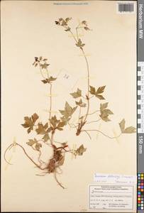Geranium delavayi Franch., Зарубежная Азия (ASIA) (КНР)