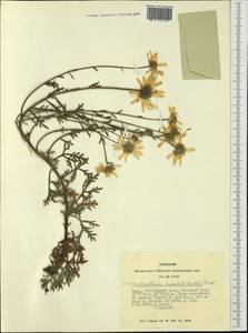 Хризантема Завадского, Сибирь, Алтай и Саяны (S2) (Россия)