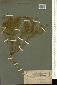 Haplophyllum schelkovnikovii Grossh., Кавказ, Азербайджан (K6) (Азербайджан)