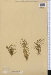 Торичник двутычинковый (Guss.) Boiss., Средняя Азия и Казахстан, Муюнкумы, Прибалхашье и Бетпак-Дала (M9) (Казахстан)