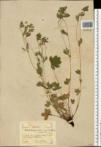 Potentilla thuringiaca subsp. goldbachii (Rupr.) Th. Wolf, Восточная Европа, Московская область и Москва (E4a) (Россия)