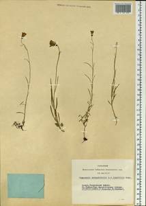 Колокольчик круглолистный L., Сибирь, Алтай и Саяны (S2) (Россия)