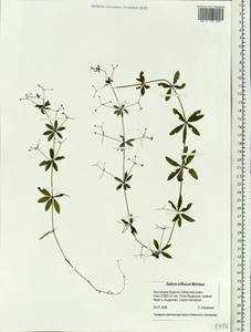 Подмаренник трехцветковый Michx., Сибирь, Прибайкалье и Забайкалье (S4) (Россия)