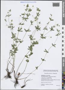 Лапчатка прямостоячая, Калган (L.) Raeusch., Восточная Европа, Центральный район (E4) (Россия)