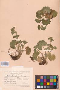 Манжетка складчатая Buser, Восточная Европа, Северо-Западный район (E2) (Россия)