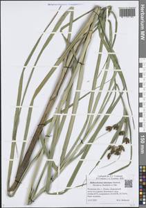 Клубнекамыш широкоплодный Marhold, Hroudová, Duchácek & Zákr., Восточная Европа, Центральный район (E4) (Россия)