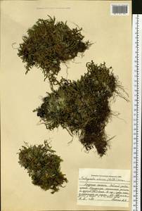 Плаунок наскальный (L.) Spring, Сибирь, Дальний Восток (S6) (Россия)