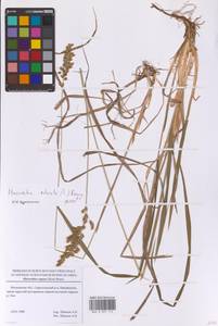 Anthoxanthum nitens (Weber) Y.Schouten & Veldkamp, Восточная Европа, Московская область и Москва (E4a) (Россия)