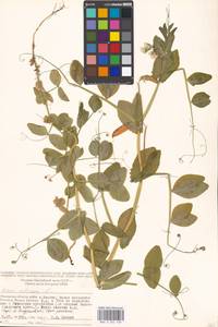 Lathyrus oleraceus Lam., Восточная Европа, Московская область и Москва (E4a) (Россия)