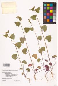 Чесночница черешковая (M.Bieb.) Cavara & Grande, Восточная Европа, Центральный лесостепной район (E6) (Россия)