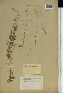 Крупка дубравная L., Восточная Европа, Южно-Украинский район (E12) (Украина)