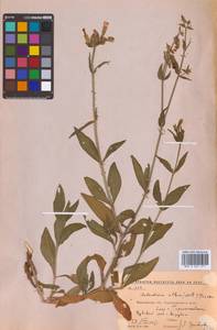 Дрема белая (Mill.) Greuter & Burdet, Восточная Европа, Центральный лесостепной район (E6) (Россия)