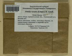 Pohlia vexans (Limpr.) H. Lindb., Гербарий мохообразных, Мхи - Архангельская и Вологодская области, Коми, Ненецкий АО (B7) (Россия)