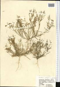 Лепталеум нителистный (Willd.) DC., Средняя Азия и Казахстан, Сырдарьинские пустыни и Кызылкумы (M7) (Узбекистан)