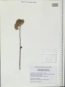 Hylotelephium maximum subsp. ruprechtii (Jalas) Dostál, Восточная Европа, Восточный район (E10) (Россия)