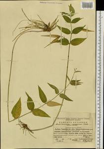 Vincetoxicum hirundinaria subsp. stepposum (Pobed.) Markgr., Восточная Европа, Восточный район (E10) (Россия)