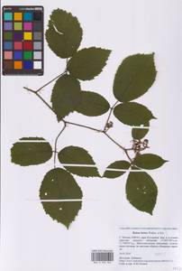 Ежевика щетинистая Waldst. & Kit., Восточная Европа, Московская область и Москва (E4a) (Россия)