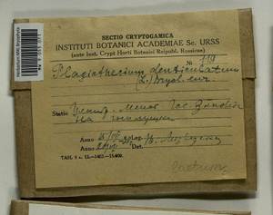 Plagiothecium denticulatum (Hedw.) Schimp., Гербарий мохообразных, Мхи - Центральное Нечерноземье (B6) (Россия)
