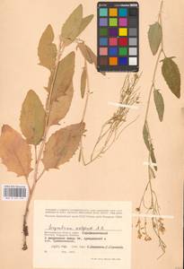 Гулявник волжский M.Bieb. ex E.Fourn., Восточная Европа (без точных пунктов) (E0)