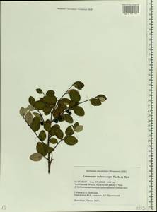 Кизильник черноплодный G. Lodd., Восточная Европа, Восточный район (E10) (Россия)