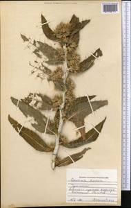 Cousinia annua C. Winkl., Средняя Азия и Казахстан, Каракумы (M6) (Туркмения)