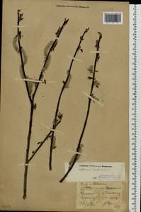 Salix ×laurina Sm., Восточная Европа, Волжско-Камский район (E7) (Россия)